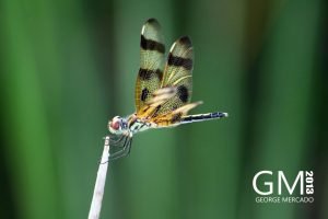 Dragon Fly - George Mercado | Everglades Photographer
